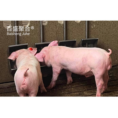 การปลูกหมู สายพนันการปลูกหมูที่มีช่องเหล็กทรง C.Z และเคลือบกระดาษเหล็กอัดร้อน