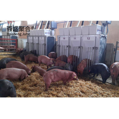 โครงสร้างเหล็กระยะยาว โรงเลี้ยงหมูสําหรับการเกษตร โครงการก่อสร้างบ้านหมู
