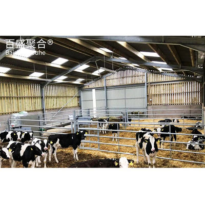 โครงการก่อสร้างฟาร์มวัว Prefab Farm Shed โครงการก่อสร้างฟาร์มโลหะเหล็ก