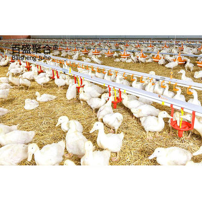 เฟรมเหล็กเบา โบรอยเลอร์ โรงเลี้ยงไก่ที่มีหลังคาแบนด์วิชและสีตามสั่ง