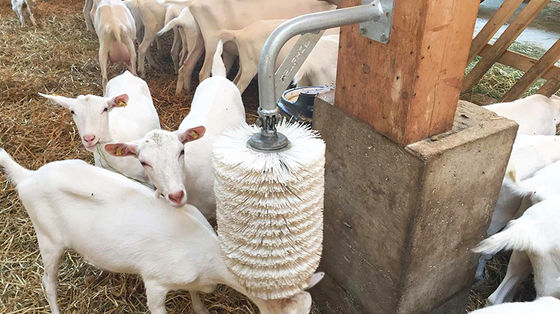 สามารถปรับปรุงได้ รวดเร็ว สร้างโรงหมู ด้วยโครงสร้างเหล็กและกระจกเหล็กอัลลูมิเนียม