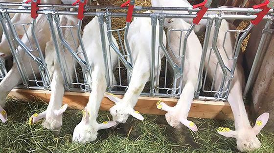 สามารถปรับปรุงได้ รวดเร็ว สร้างโรงหมู ด้วยโครงสร้างเหล็กและกระจกเหล็กอัลลูมิเนียม